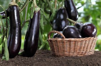 Is eggplant a fruit, a vegetable, or a berry? (ANSWERED)