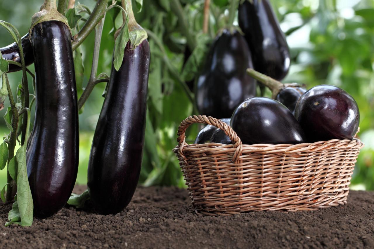 is-eggplant-a-fruit
