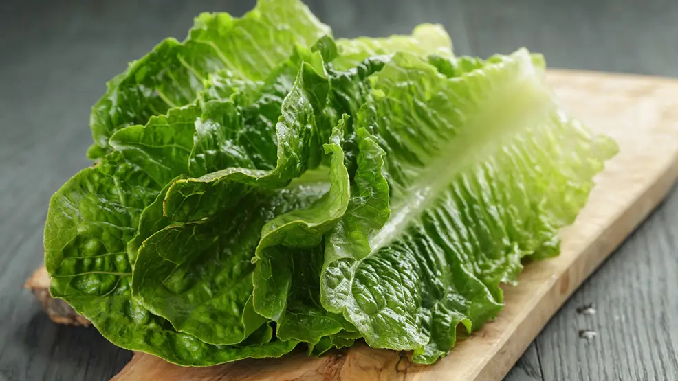 is-lettuce-a-vegetable