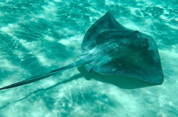Can You Eat Stingray? Is It Safe & What It Tastes Like?