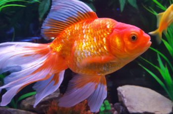 Can You Eat Goldfish ? (Shocking Truth)