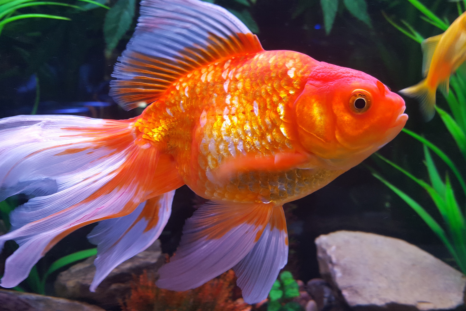 pregnant common goldfish