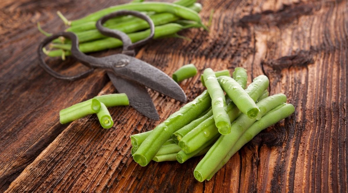 What Happens If You Eat Bad Green Beans at Lauren Tiedeman blog