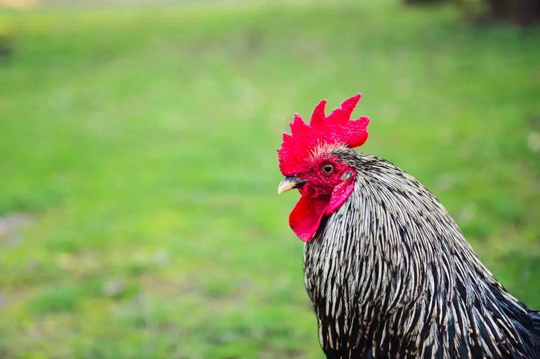 https://www.chickenwhisperermagazine.com/the-chicken-movement/keep-your-rooster-from-harassing-your-hens