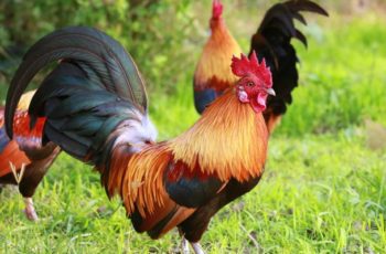 Can You Eat Roosters? (Male Chickens) – Are They Edible?