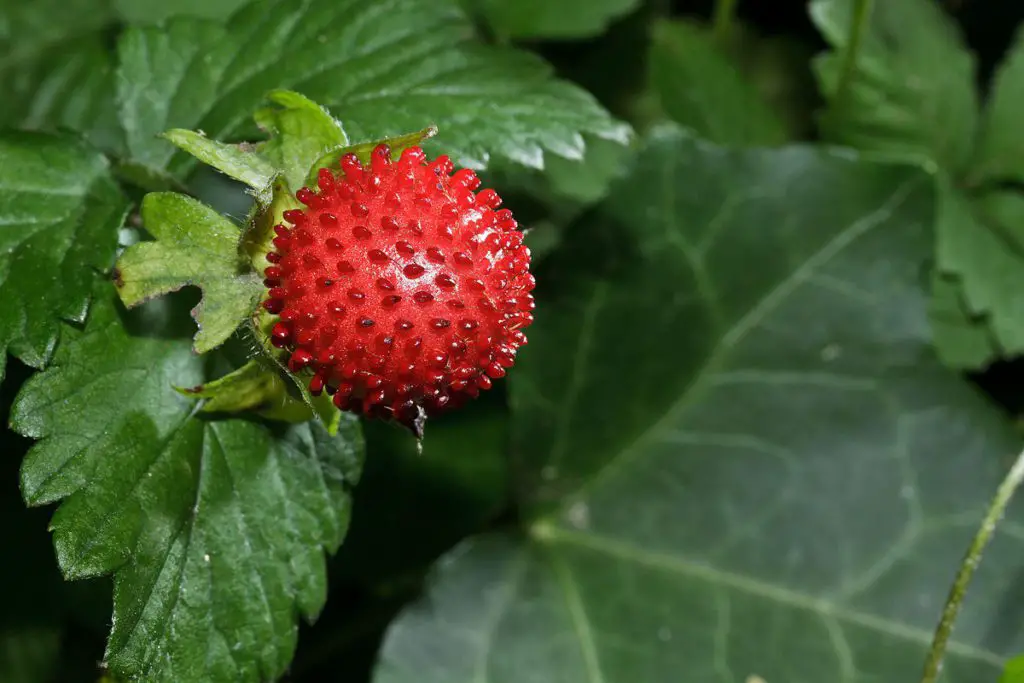 Can You Eat Snake Berries? - The Trellis