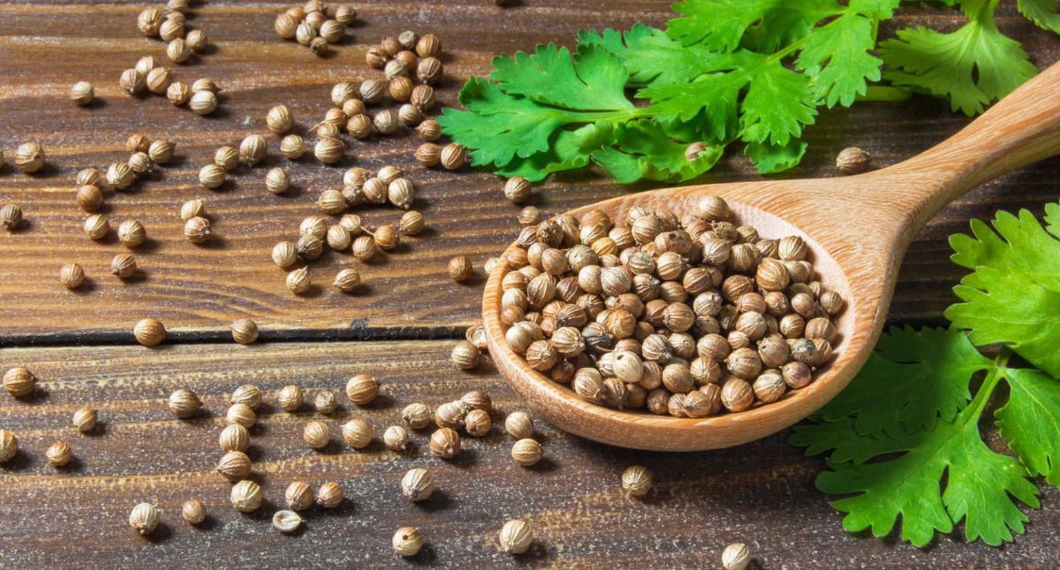 What Does Coriander Taste Like? The Trellis