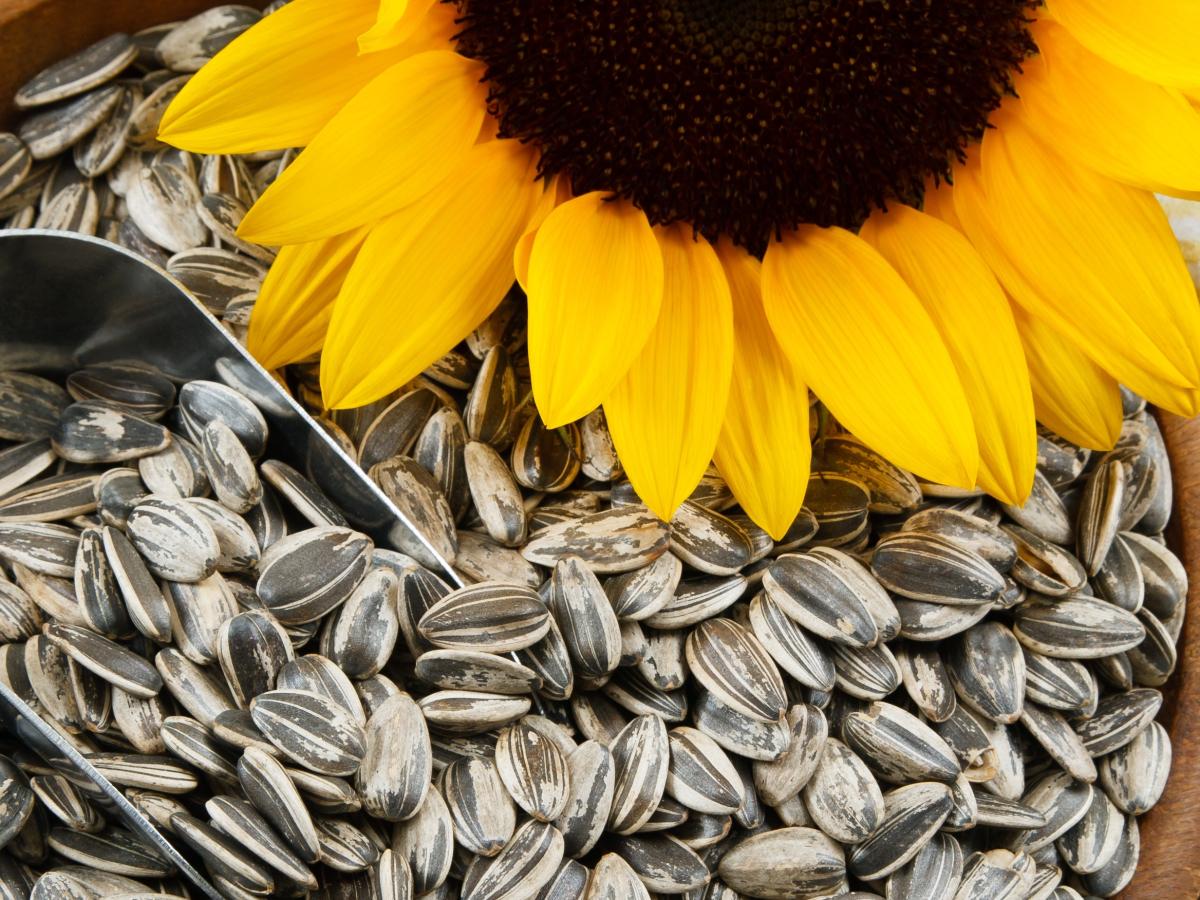 can-you-eat-sunflower-seed-shells