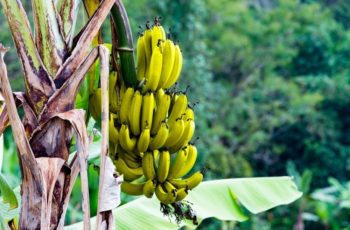 Are Wild Bananas Edible?