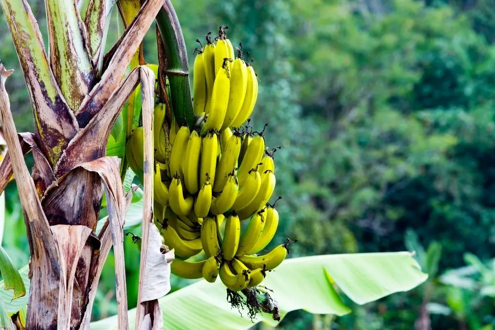 are-wild-bananas-edible