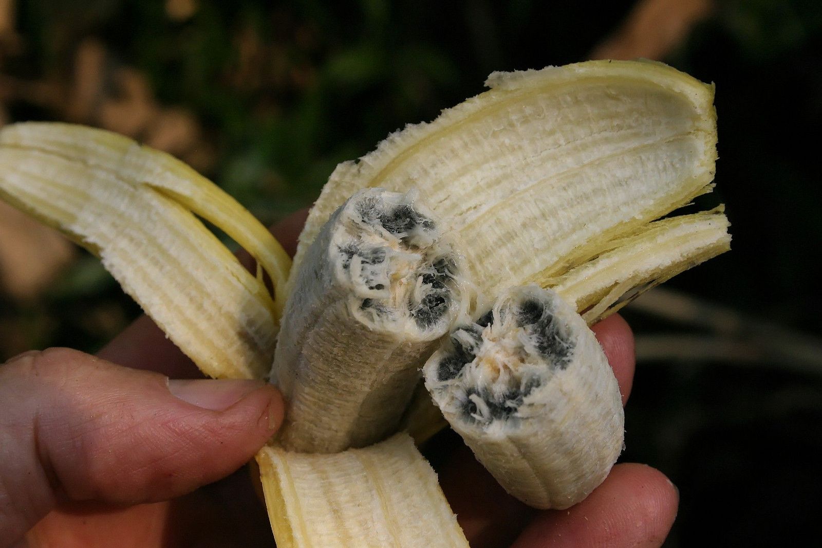 Are Wild Bananas Edible The Trellis