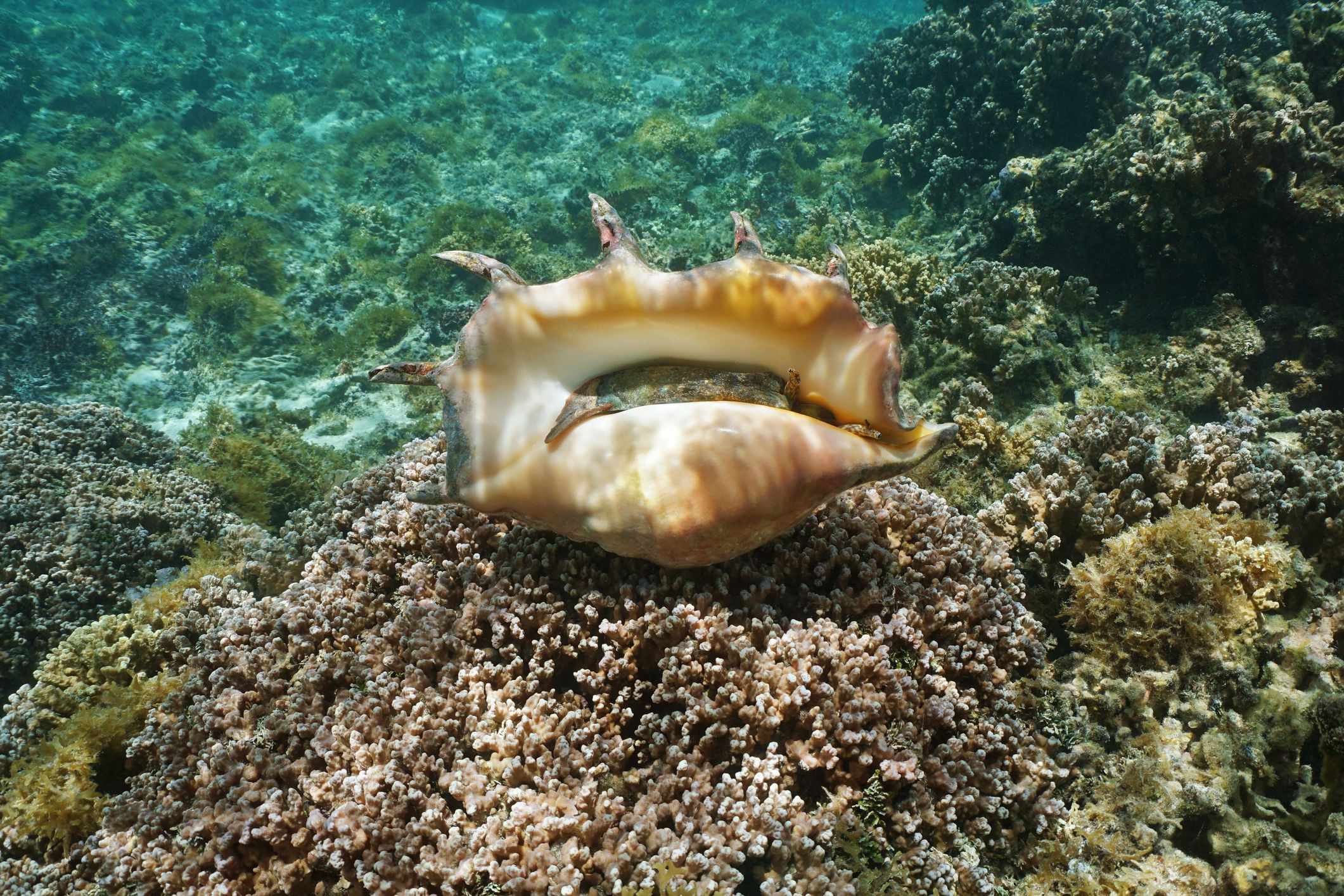 what-is-conch