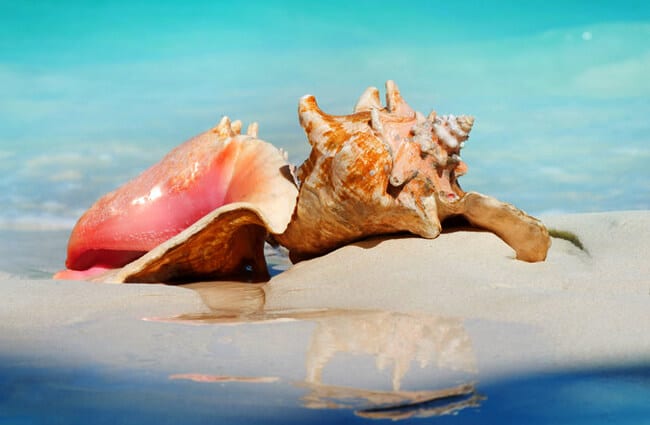 what-is-conch
