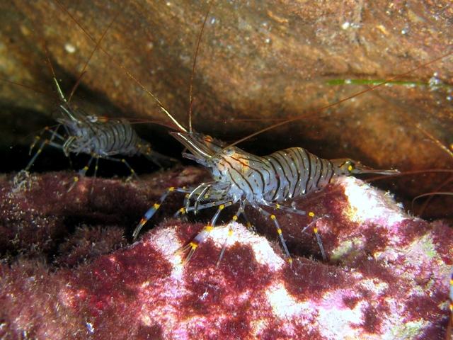 Shrimp and Fish Overview Shrimp and Fish Overview