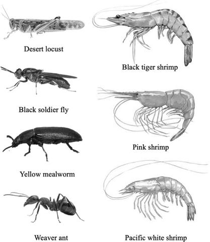 What are Other Examples of Crustaceans Aside From Shrimps? What are Other Examples of Crustaceans Aside From Shrimps?