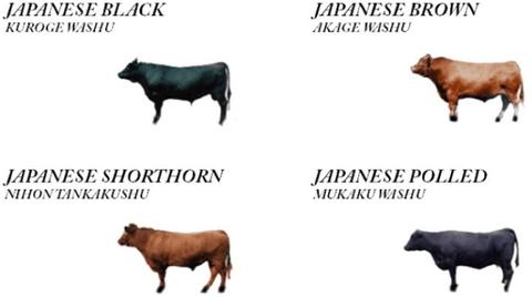 What Breed Of Cow Is Wagyu? 4 Main Breeds Explained