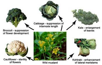 What are Man-Made Vegetables? What are Man-Made Vegetables?