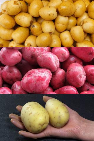 Common Potatoes and Their Sizes Common Potatoes and Their Sizes