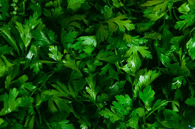 Fresh green parsley leaves close up, a cilantro alternative