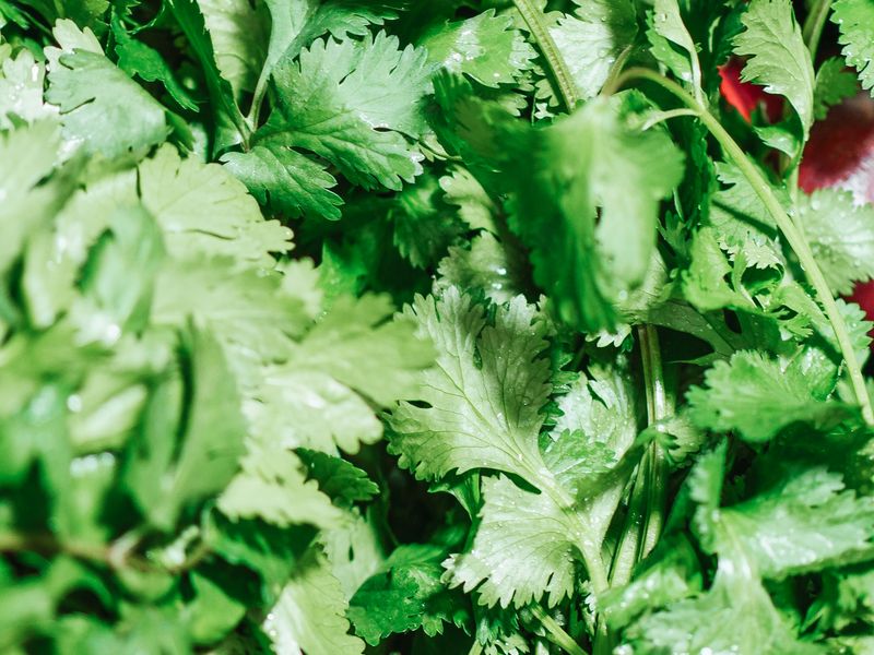 Close up photo of fresh cilantro leaves