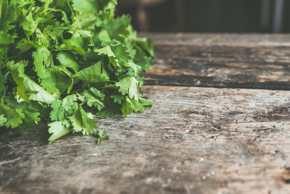 Fresh green cilantro leaves close up